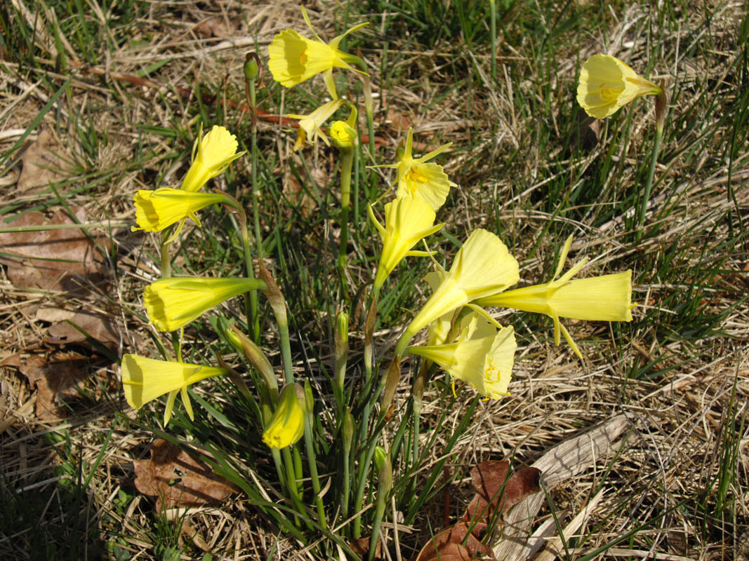 Narcissus bulbocodium photo